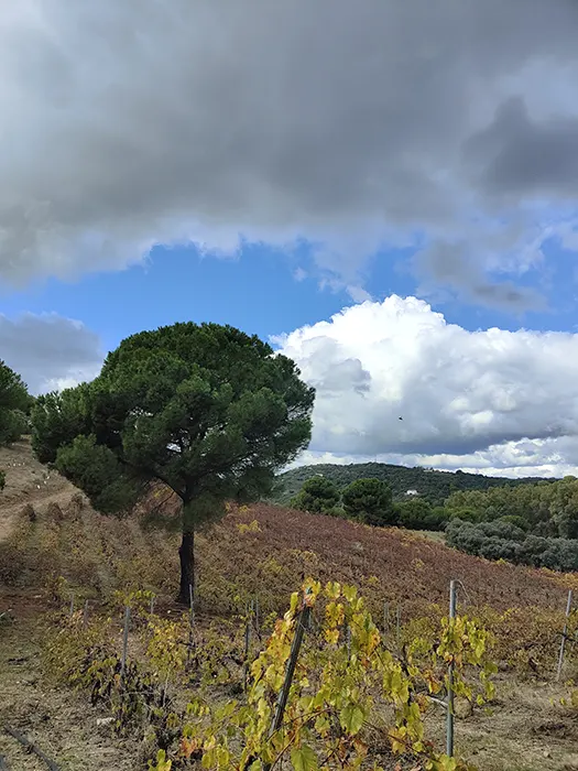 visita a bodega en sierra morena