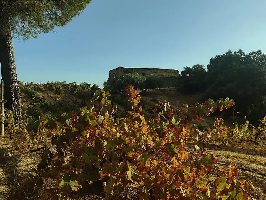 espacio para eventos en bodega de jaen